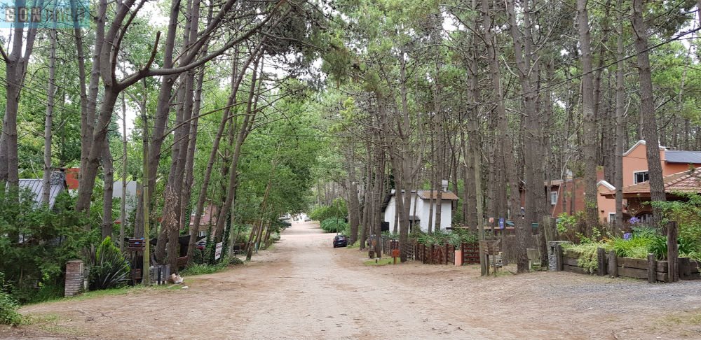 Dirt road among pine trees in Las Gaviotas