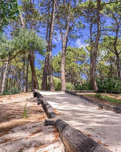 Sandy path among pine trees leading down to the beach